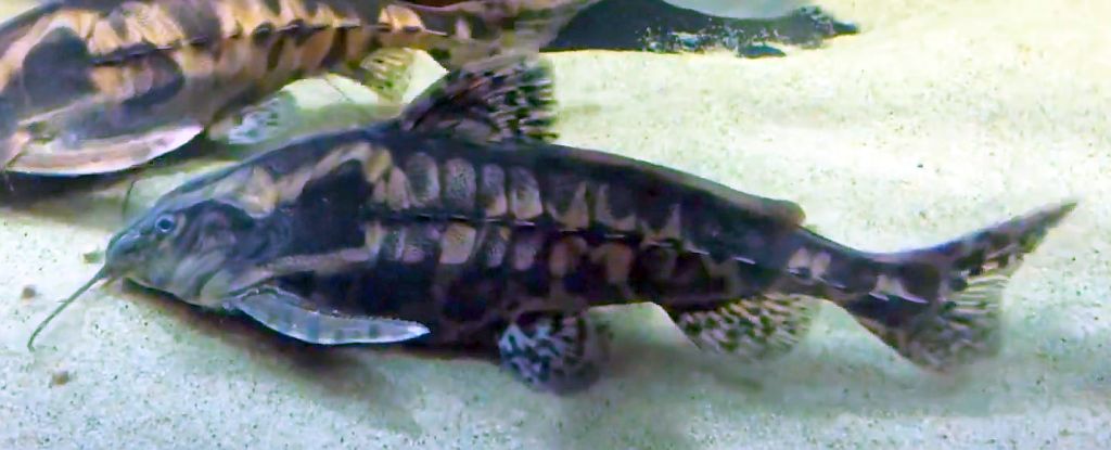 Giant Raphael Catfish (Megalodoras uranoscopus)