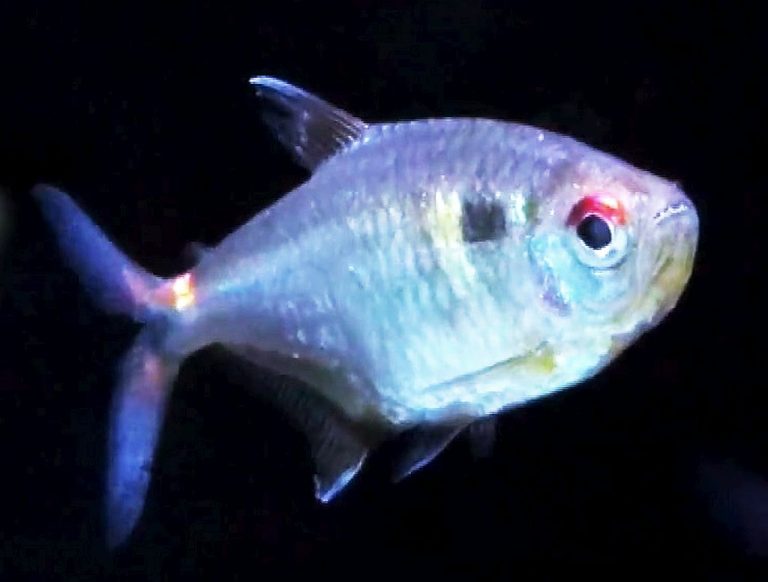 Head and Tail Light Tetra (Hemigrammus ocellifer) Tropical Fish Keeping