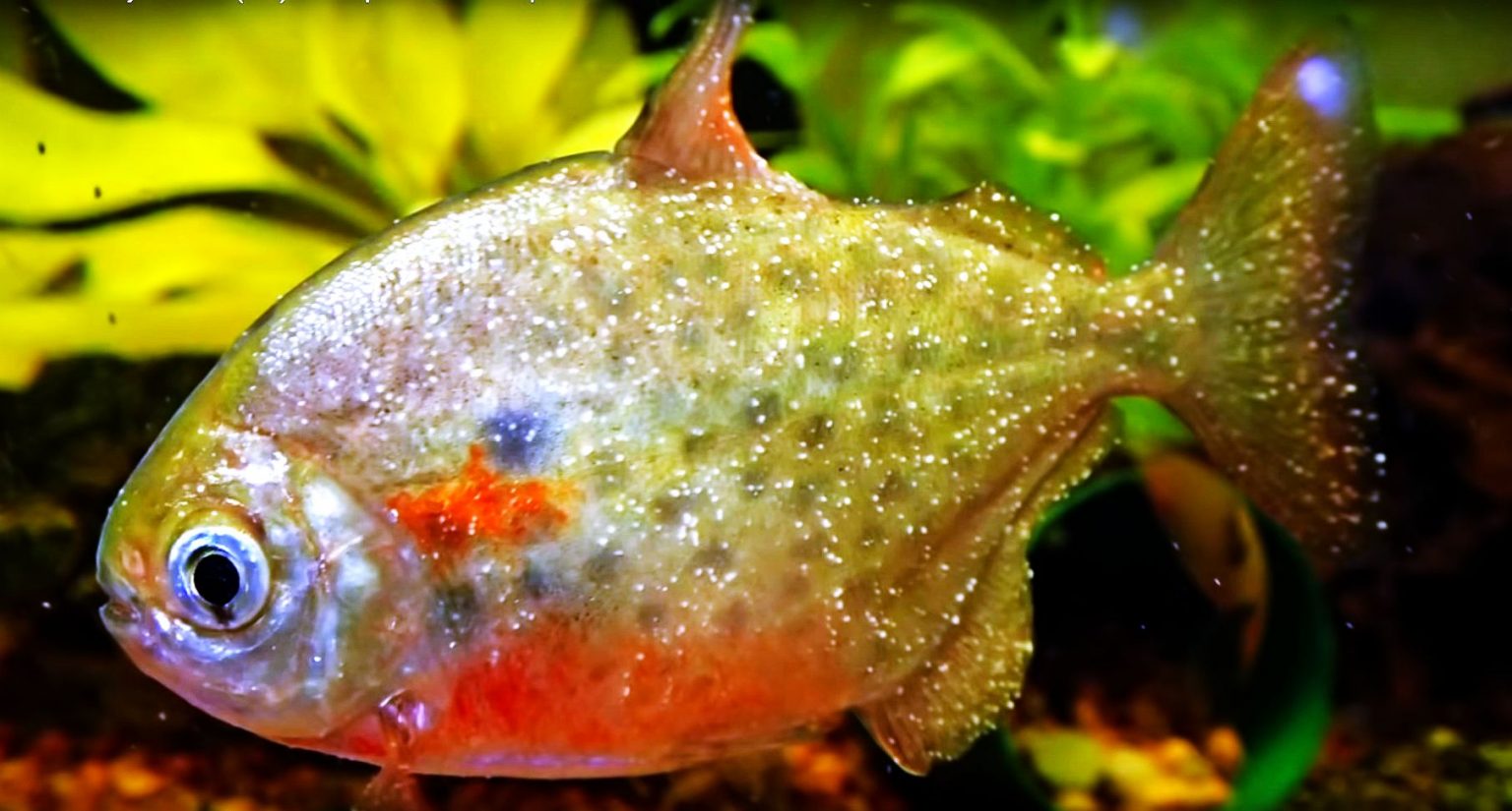 Ick on Silver Dollar 3 Tropical Fish Keeping