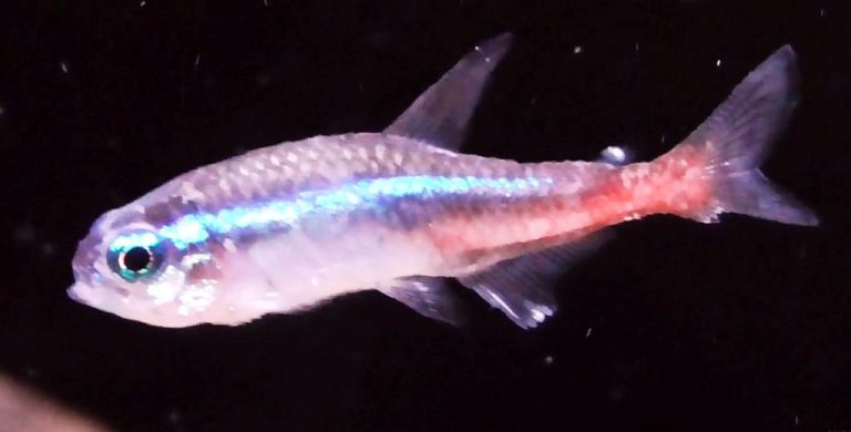 View of Neon Tetra Disease (Plistophora hyphessobryconis) - Tropical Fish ...