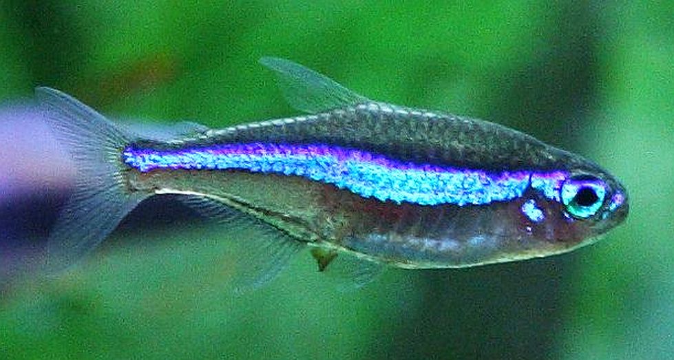neon tetra fish online