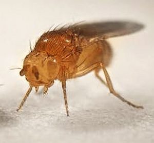 Fruit Flies (Drosophila hydei)