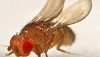 Fruit Flies (Drosophila melanogaster)