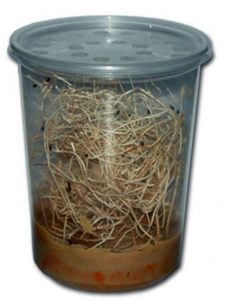 Fruit Fly Culture Container