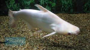 Albino Iridescent Shark (Pangasius hypophthalmus)