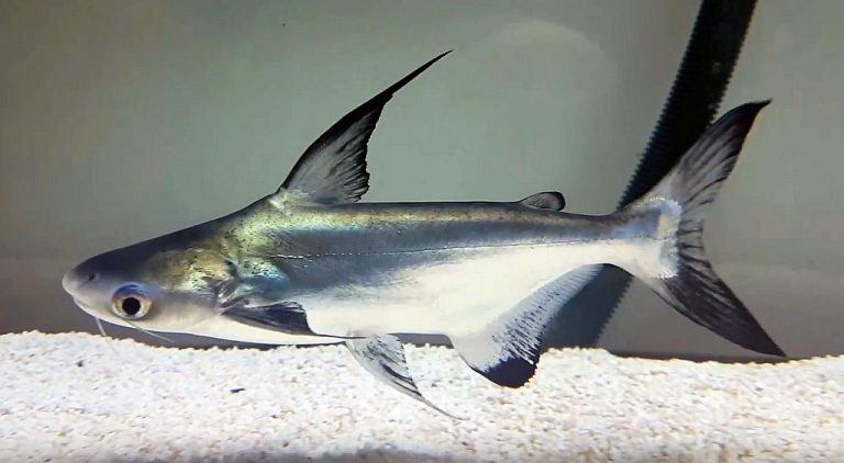 Paroon Shark (Pangasius sanitwongsei)2 Tropical Fish Keeping