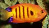 Flame Angelfish (Centropyge loriculus)