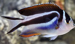 Bellus Angelfish (Genicanthus bellus) Female