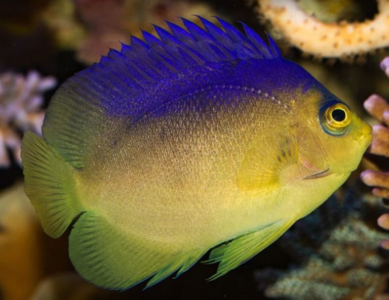 Blue Back Angelfish (Centropyge colini) Tropical Fish Keeping