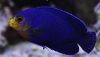 http://mycbforum.com/videos/Dwarf Pygmy Angelfish (Centropyge argi).mp4