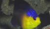 Nahacky's Pygmy Angelfish (Centropyge nahackyi)5