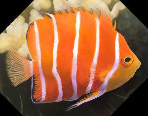 Peppermint Angelfish (Paracentropyge boylei)