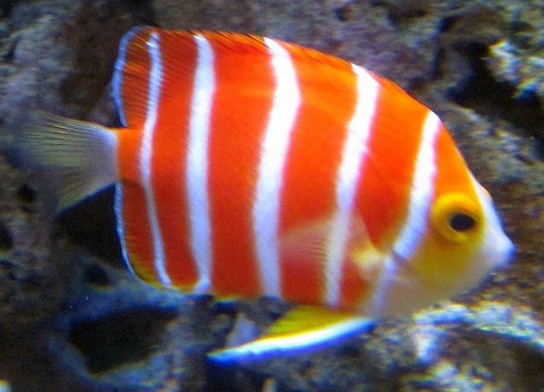 Peppermint Angelfish (Paracentropyge boylei) Tropical Fish Keeping