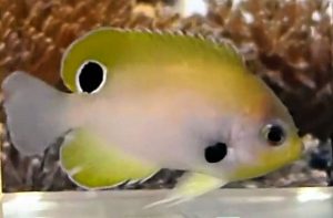 Blackspot Pygmy Angelfish (Centropyge nigriocella)