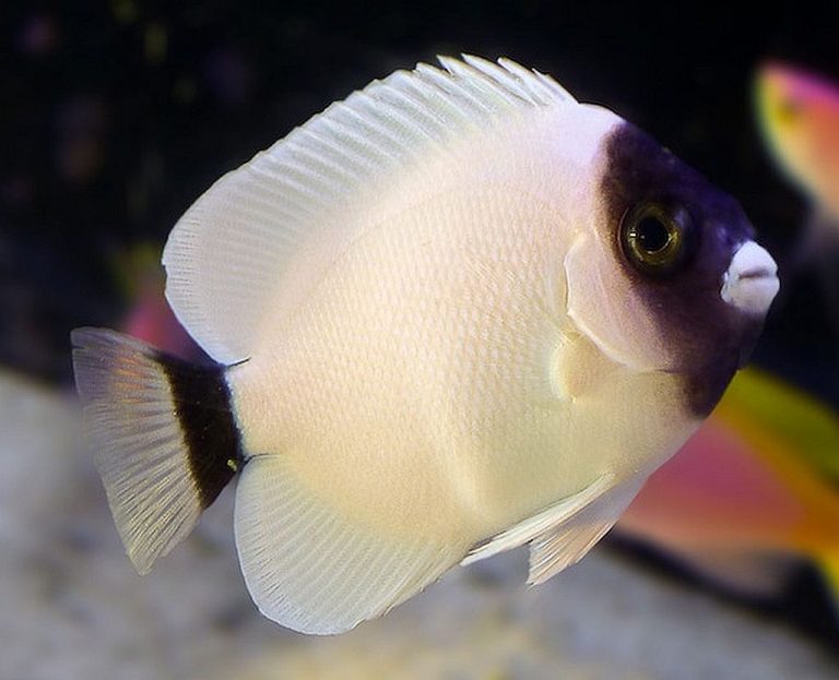 Masked Angelfish (Genicanthus personatus) | Tropical Fish Keeping