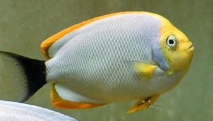 Male Masked Angelfish (Genicanthus personatus)