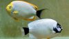 Masked Angelfish Pair (Genicanthus personatus)