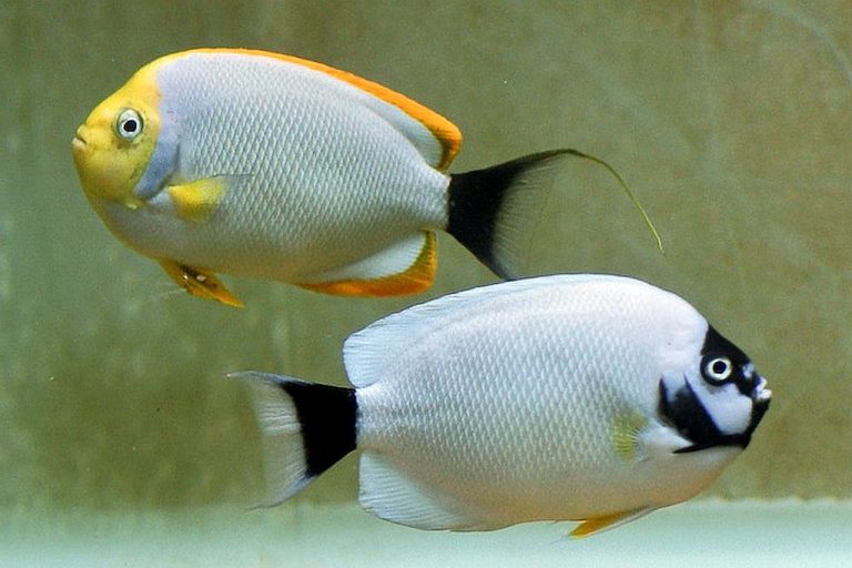 Masked Angelfish (Genicanthus personatus) Tropical Fish Keeping
