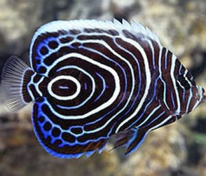 Juvenile Emperor Angelfish (Pomacanthus imperator)