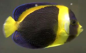 Scribbled Angelfish (Chaetodontoplus duboulayi)