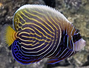 Sub Adult Emperor Angelfish (Pomacanthus imperator)