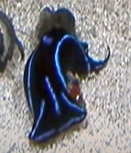 Blue Velvet Nudibranch (Casella atromarginata