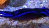 Blue Velvet Nudibranch (Casella atromarginata)