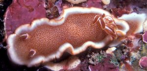 Caramel Nudibranch (Glossodoris rufomarginata)11