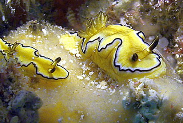 Glossodoris sibogae pair