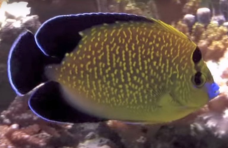Goldflake Angelfish (Apolemichthys xanthopunctatus) Tropical Fish Keeping