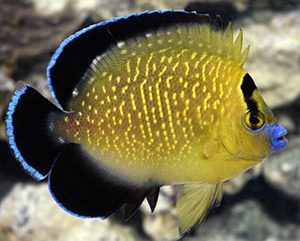 Goldflake Angelfish (Apolemichthys xanthopunctatus)