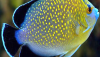 Goldflake Angelfish (Apolemichthys xanthopunctatus)