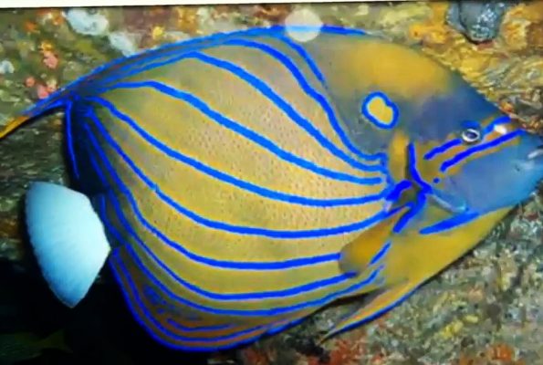 Annularis Angelfish (Pomacanthus annularis)