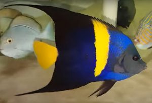 Asfur Angelfish (Pomacanthus asfur)