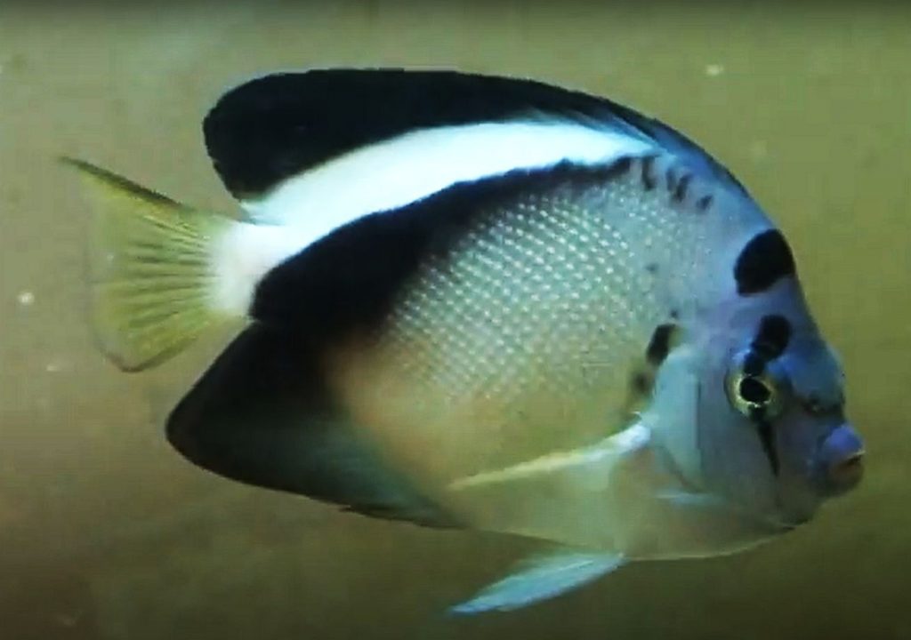 Griffis Angelfish (Apolemichthys griffisi)