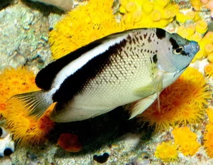 Griffis Angelfish (Apolemichthys griffisi)