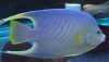 Blue Angelfish (Holacanthus bermudensis)