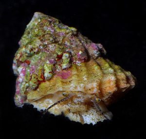 Astraea Turbo Snail (Lithopoma tectum)