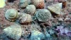 Astraea Turbo Snail (Lithopoma tectum, Astraea tecta)
