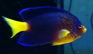 Debelius angelfish (Centropyge debelius)