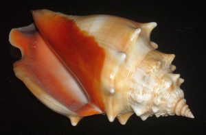 Fighting Conch (Strombus pugilis)