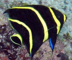 Juvenile French angelfish (Pomacanthus paru)