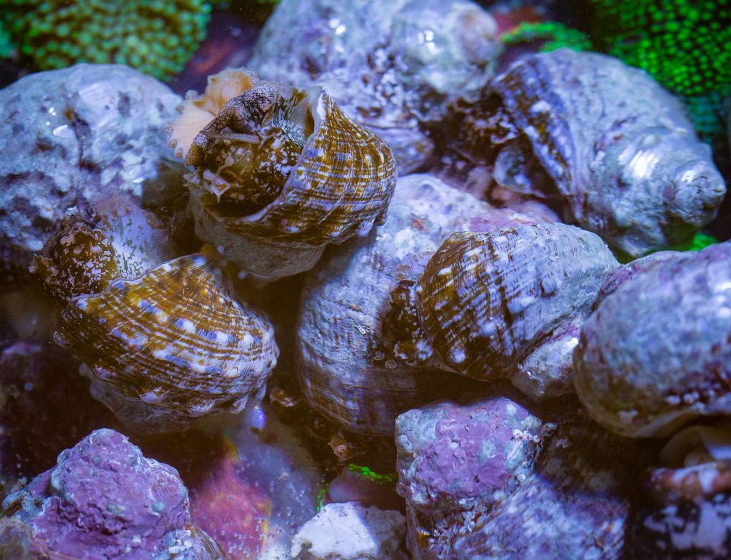 The Mexican Turbo Snail (Turbo fluctuosa, Turbo fluctuosus)