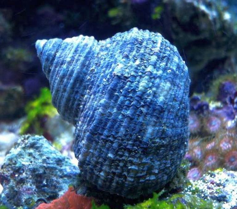 The Mexican Turbo Snail (Turbo fluctuosa, Turbo fluctuosus)