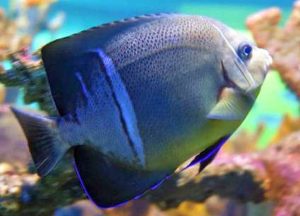 Old Woman Angelfish (Pomacanthus rhomboides)