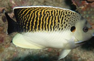 Tiger Angelfish (Apolemichthys kingi)