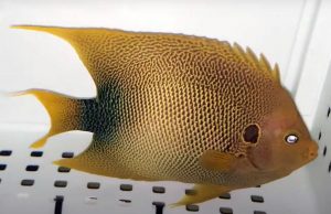 Adult West African Angelfish (Holacanthus africanus)
