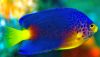Debelius angelfish (Centropyge debelius)