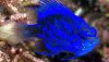 Blue Sapphire Damselfish (Chrysiptera springeri)