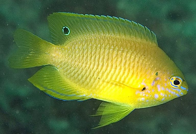 tropical fish keeping Tropical Fish Keeping